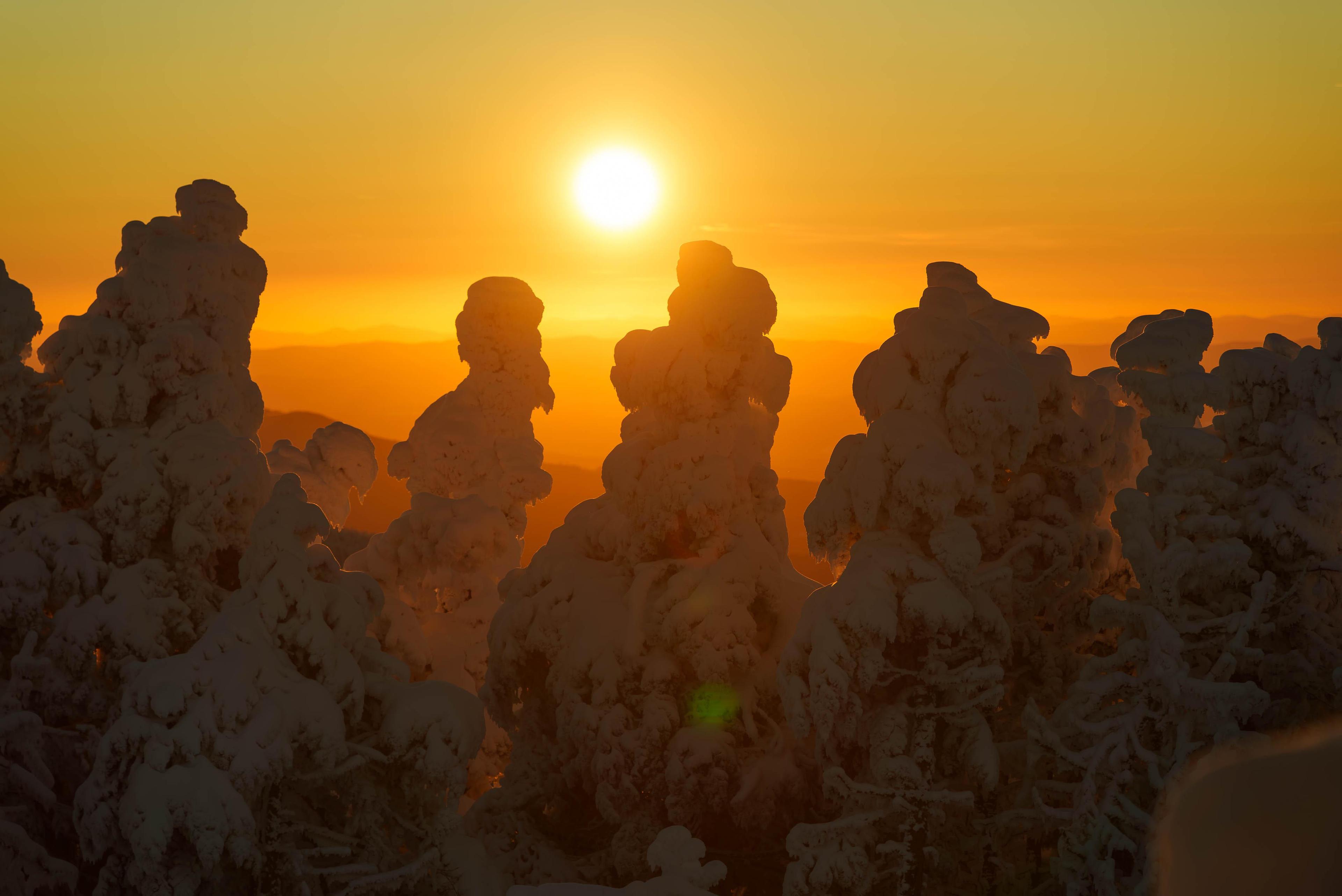 Golden sun over snow covered trees