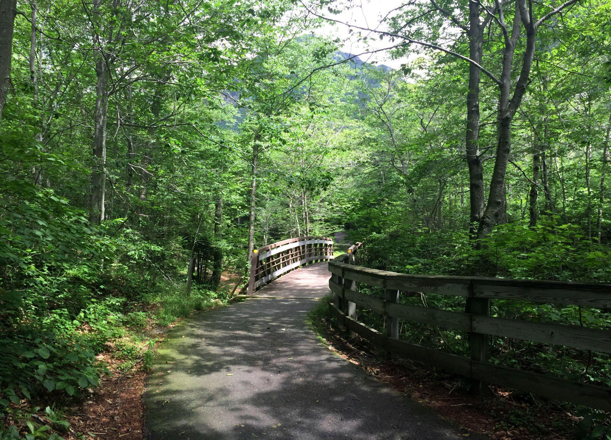 bridge on the bike path surrounded by green trees