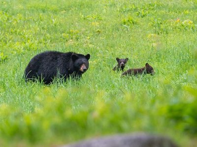 Maybe the cutest little bear family we’ve seen yet on the Front5?
#nhwildlife
#nhoutdoors 
#nhstateparks 
#whitemountains 
#blackbears