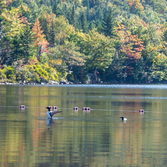 Even the locals enjoy fall foliage season. Don't miss a second of it, reserve your spot at your favorite Franconia Notch Attractions! 
#fallvibes #franconianotch